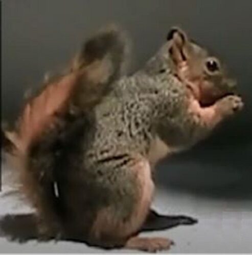 What Do Squirrels Do With Their Tails?